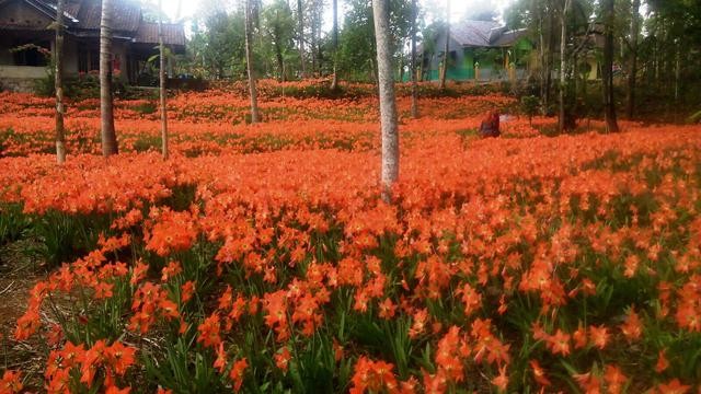 Hamparan kebun bunga amarilis yang berwarna-warni di kebun bunga amarilis, menciptakan pemandangan yang memukau