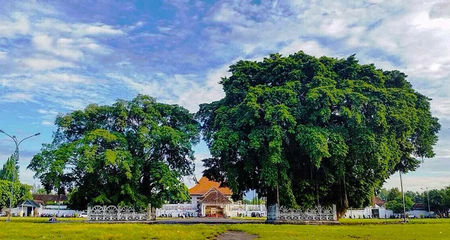 Bakpia kukus tugu jogja