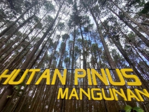 Hutan Pinus Mangunan: Manfaat, Daya Tarik, Lokasi, Rute, Harga Tiket & Fasilitas