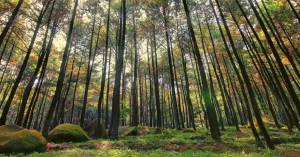 5 Hutan Pinus Jogja yang Wajib Dikunjungi, Apa Saja?