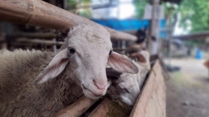 Tradisi Unik Sambut Lebaran Idul Adha di Yogyakarta, Ada Apa?